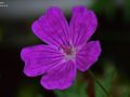 2022 07 02 12.56.36 DSC 1726 bloemen en planten