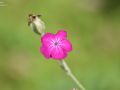 2022 07 04 14.49.56 DSC 1934 bloemen en planten