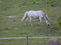 2022 06 20 21.45.54 DSC 1014 paarden