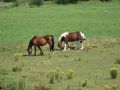 2022 06 29 15.48.12 DSC 1326 paarden