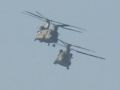 DSC 6537 chinook